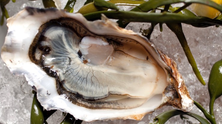 Close up of kumamoto oyster